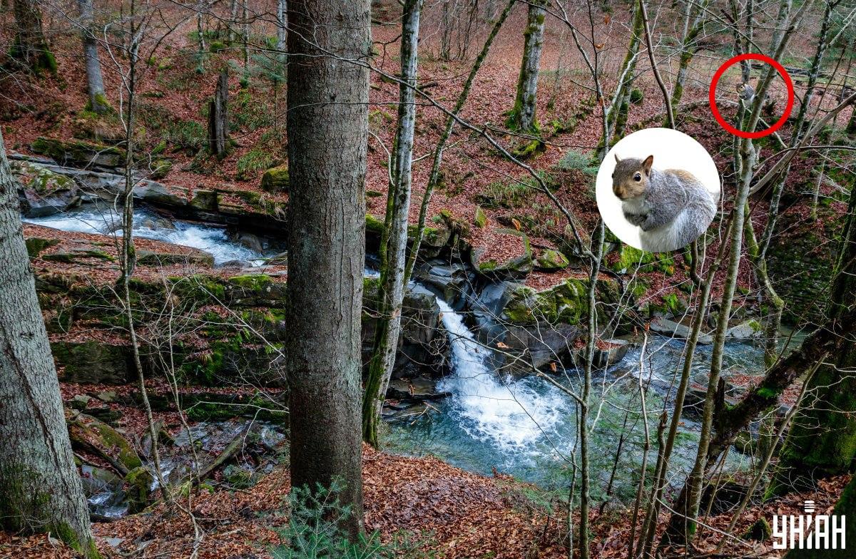 Κολάζ Moje, φωτογραφία Moje, Nemes Janosz