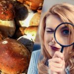 Μόνο οι άνθρωποι με υπερδύναμο IQ θα δουν μια πέτρα ανάμεσα σε μανιτάρια σε 15 δευτερόλεπτα: μια οπτική ψευδαίσθηση που κόβει την ανάσα Μόνο οι άνθρωποι με υπερδύναμο IQ θα δουν μια πέτρα