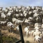 Ένα παζλ για όσους έχουν καλή όραση: πρέπει να βρείτε τον σκύλο σε 3 δευτερόλεπτα. Ένα παζλ για όσους έχουν καλή όραση: πρέπει να βρείτε