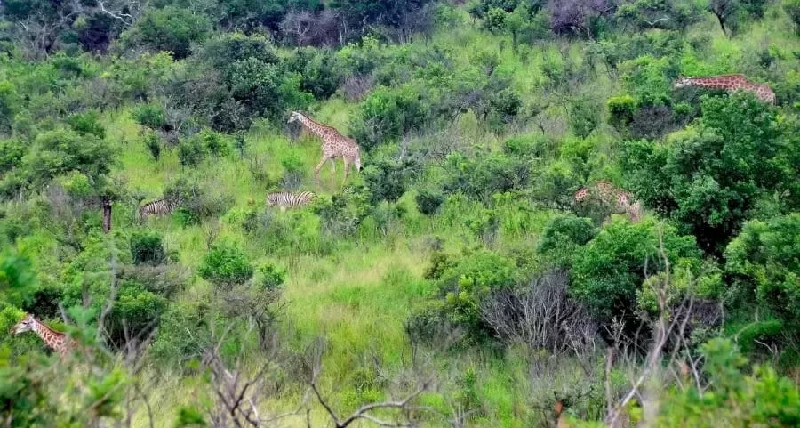 Οπτική ψευδαίσθηση