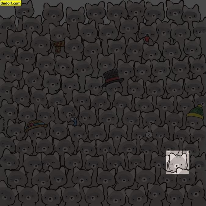 Ένας γρίφος για πραγματικές ιδιοφυΐες: βρείτε τη γάτα ανάμεσα στα ρακούν σε 15 δευτερόλεπτα