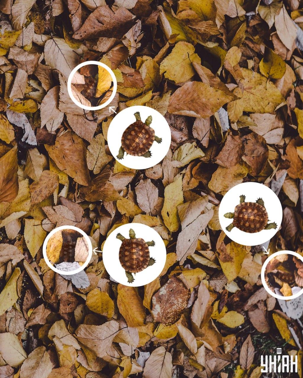 Βρείτε χελώνες ανάμεσα στα φύλλα / κολάζ Moje