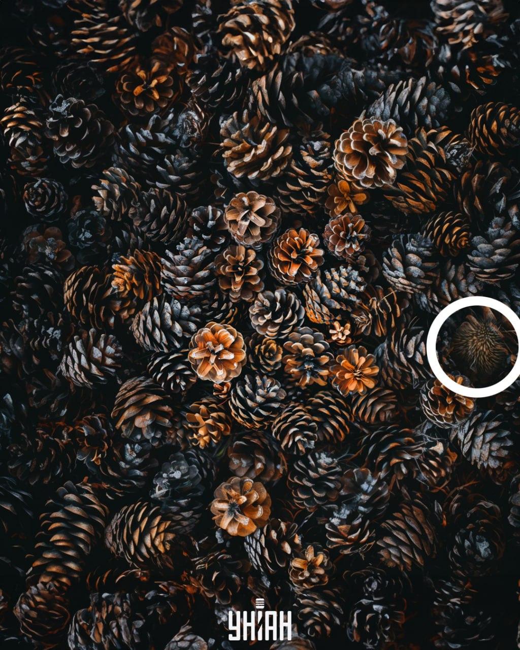 Σκαντζόχοιρος 