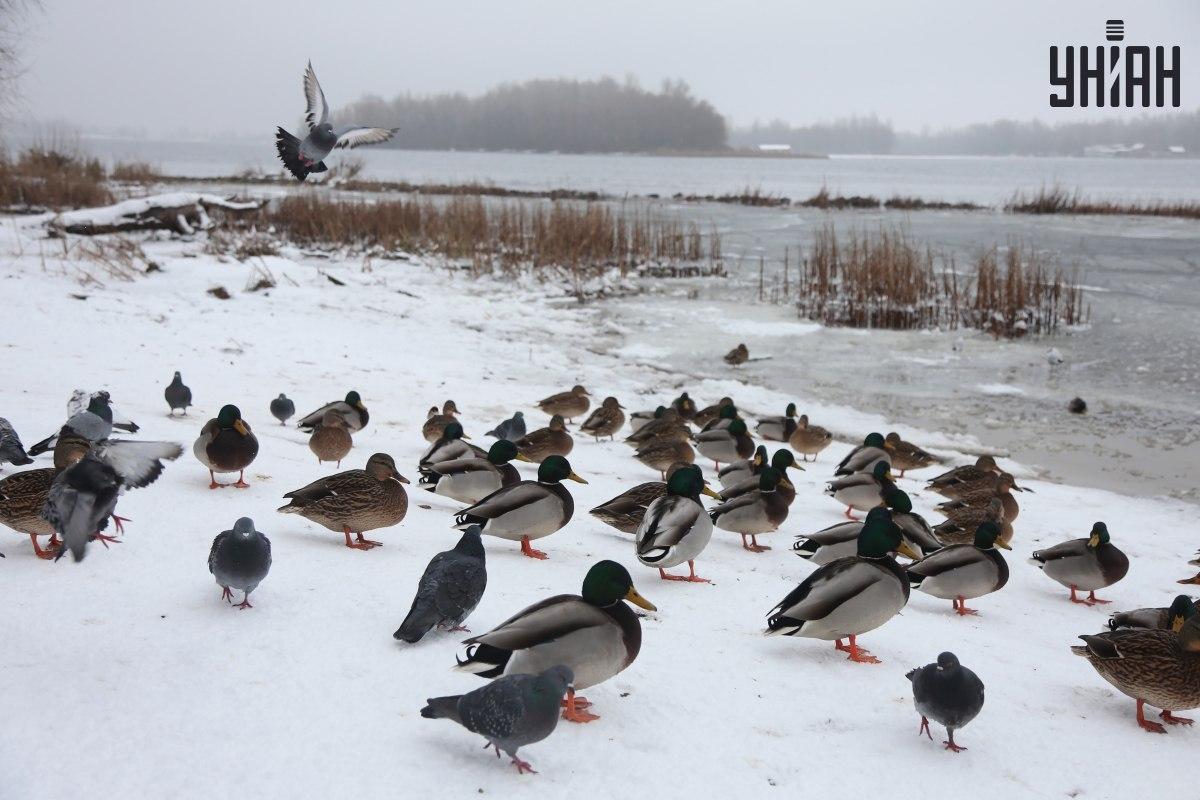 Βρείτε ένα σπουργίτι σε δευτερόλεπτα / κολάζ με φωτογραφία Moje