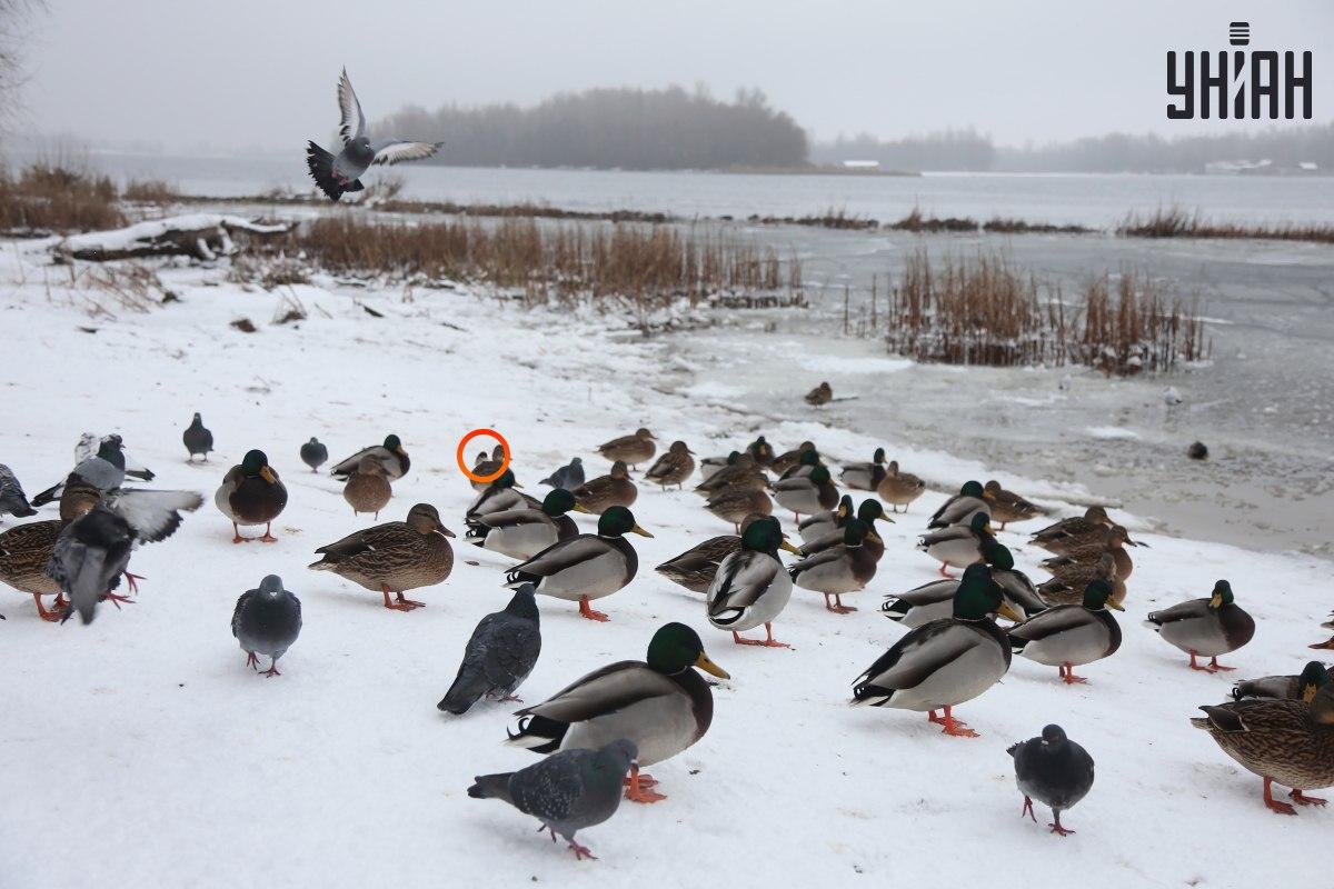 Ένα σπουργίτι κρυβόταν κοντά στο κέντρο οπτικών ψευδαισθήσεων / κολάζ με φωτογραφία Moje