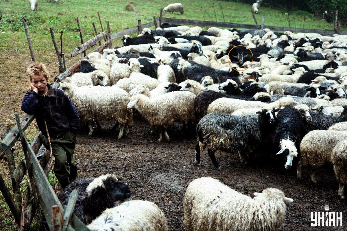 Φωτογραφία Moje